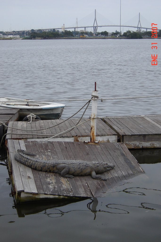 Lagarto Laguna del Carpintero Tampico Tams by Melesio Tavera