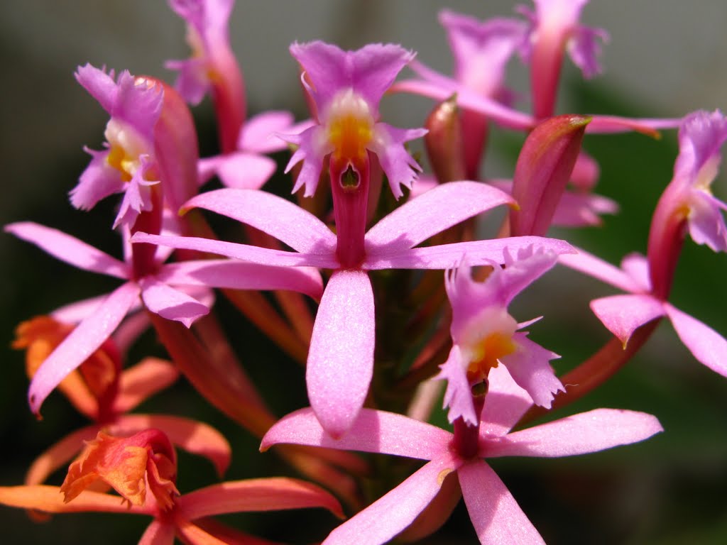 Macro de Mini Orquídea by Joannis Mihail Mouda…