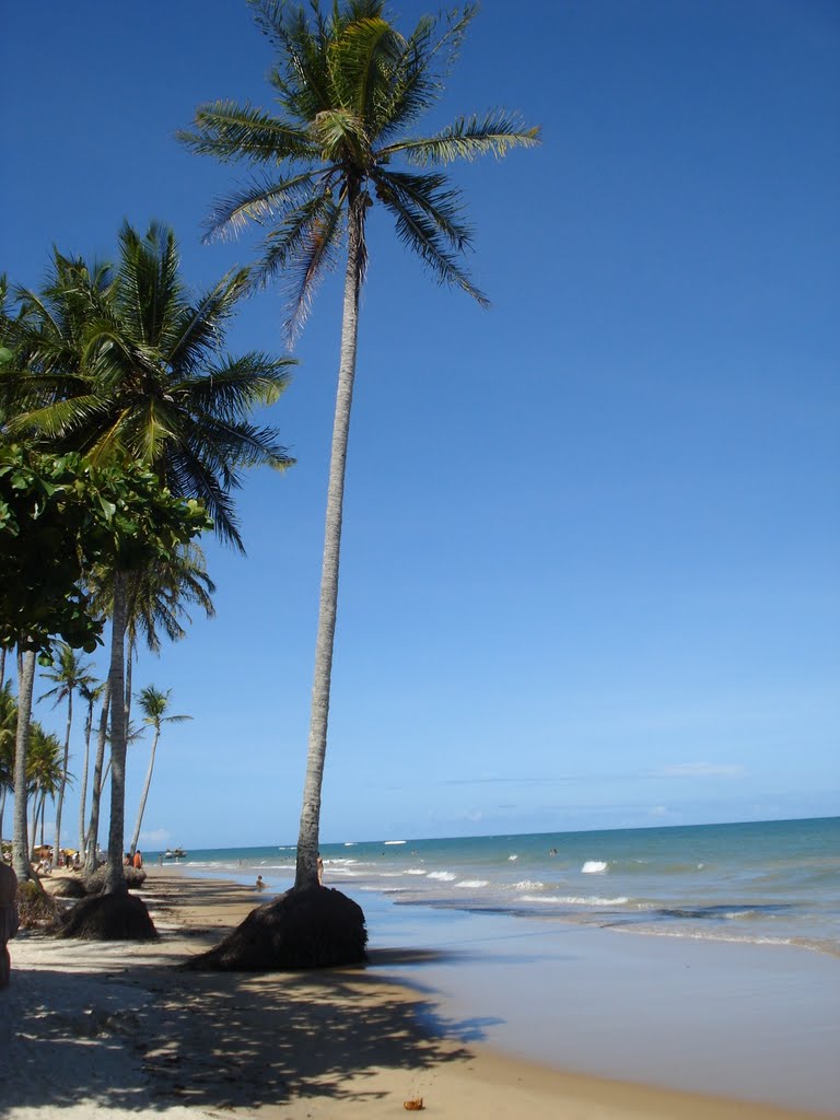 Coqueiros de Trancoso by ANDRE POUBEL