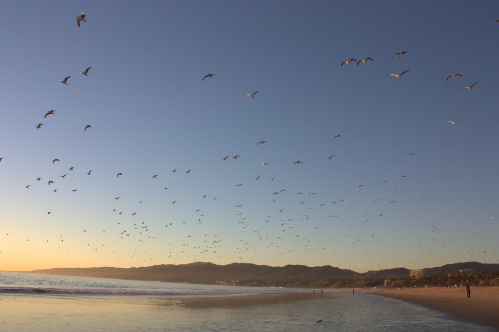 Birds at Sunset, Santa Monica beach by unicycle tim