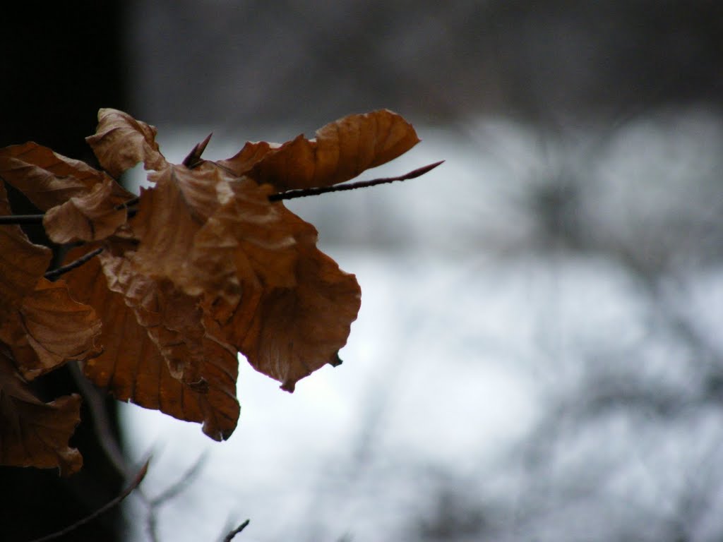 An oak leaf by amkid