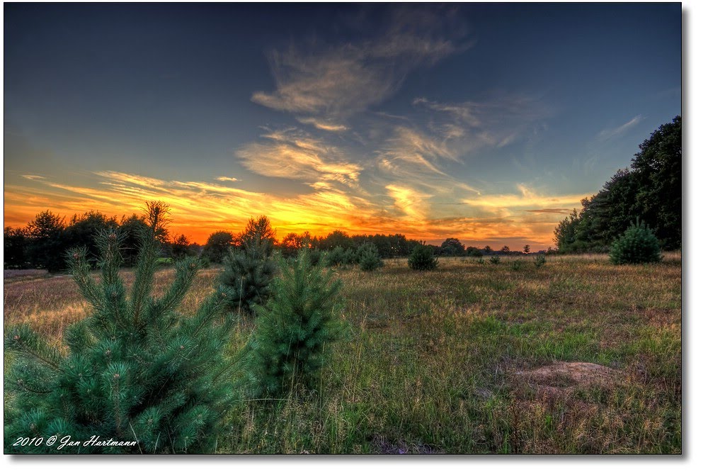 Kiefer by PhotoArt Hartmann