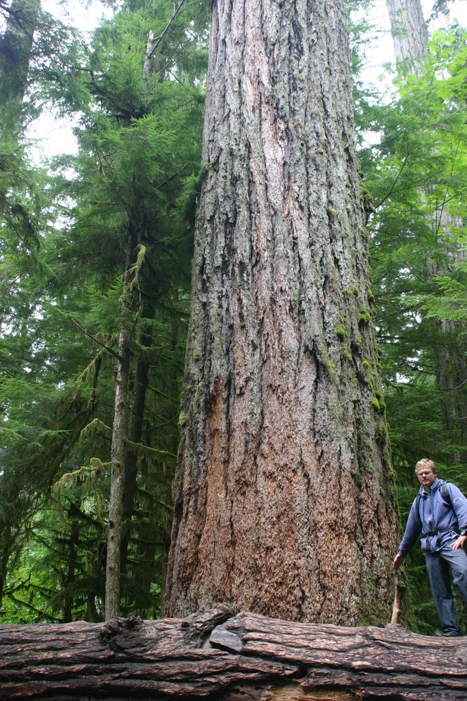 Douglas Fir Giant by mnatvik