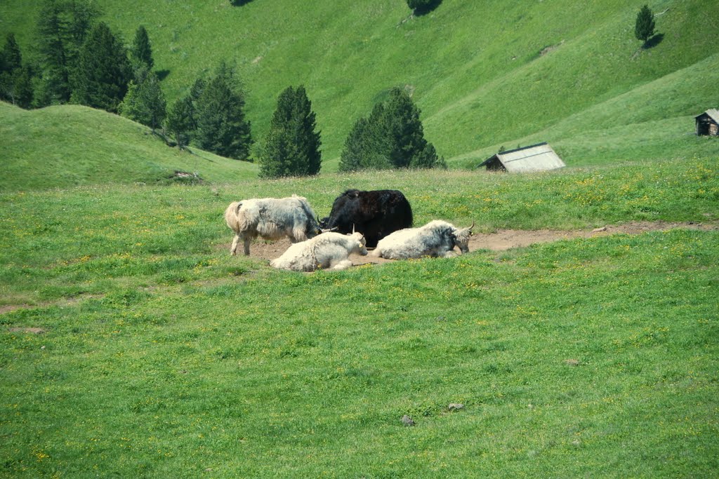 Yaks by Martina Moudrá