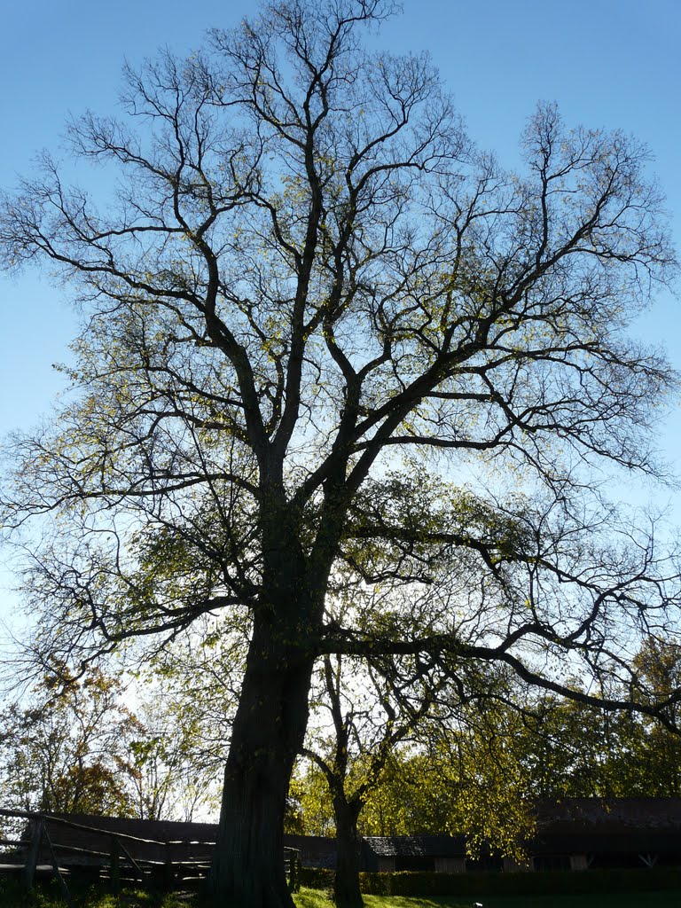 Germany_Mecklenburg_Wredenhagen Castle_tree_P1170863.JPG by George Charleston