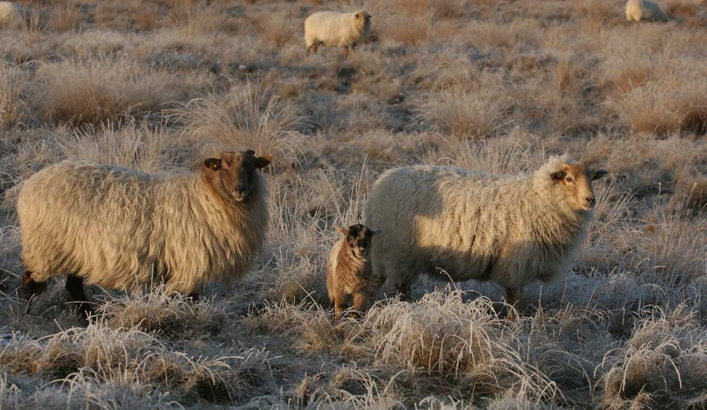 Sheep / Drents Heideschaap by Erik van den Ham