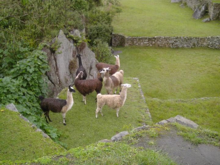 Machu Picchu by jose barandiaran