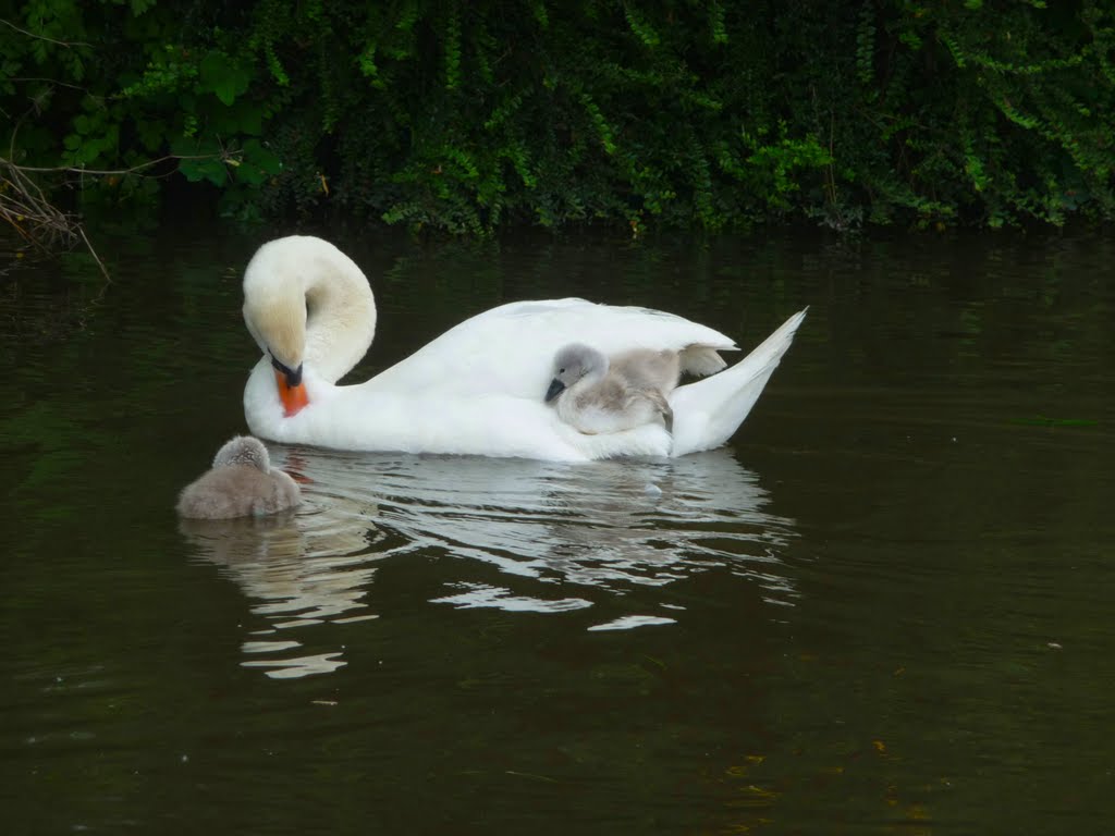 Swan & her cygnets by zoomgirl