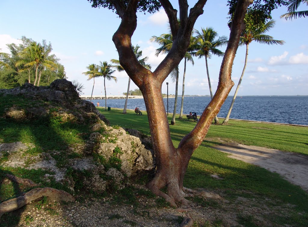 Gringo tree growing on coral bluff, Alice Wainwright Park (10-31-2010) by Ken Badgley