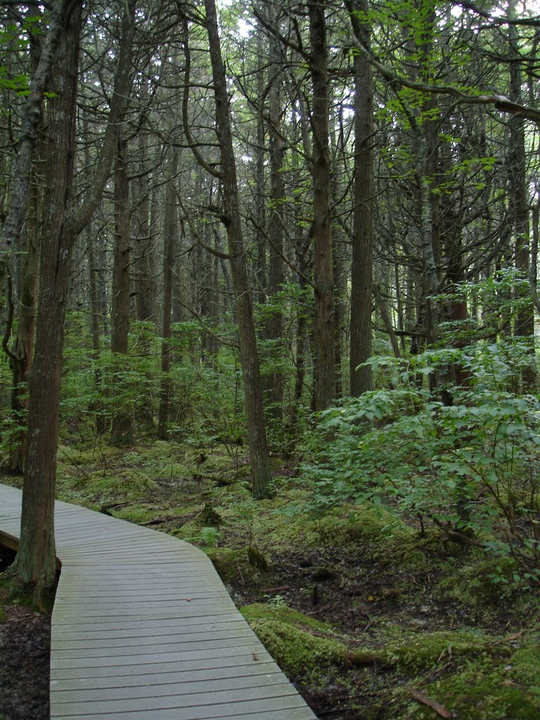 Cypress swamp. This was formed when a large chunk of ice was left behind during the retreat of the last glacier. by geogeek