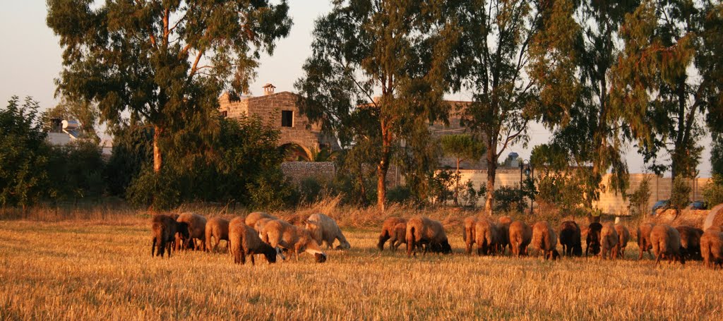 Il gregge e la masseria by luciano mantovani