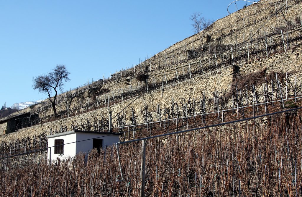 Sion - le vignoble de Brûle fer by Charly-G. Arbellay