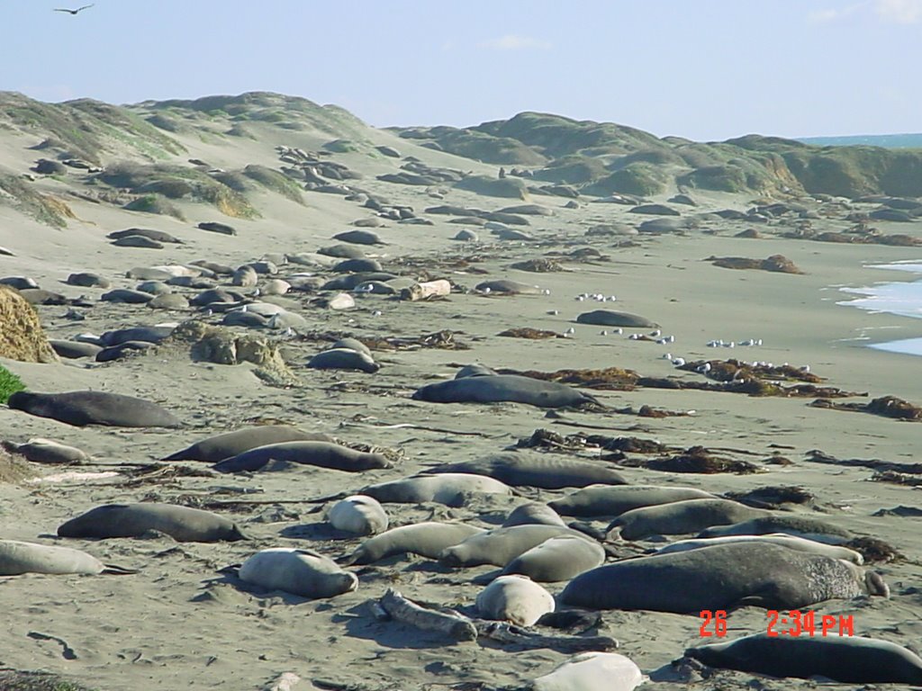 Elephant Seals by Francesg