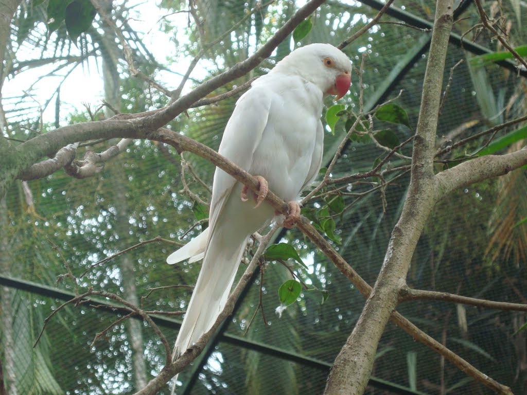 Piriquito branco/Zoo de Pomerode/SC by j carlos de c. silva