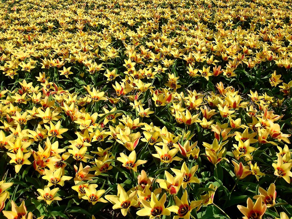 Netherlands, Tulip time near Lisse, March 2007 by senna3