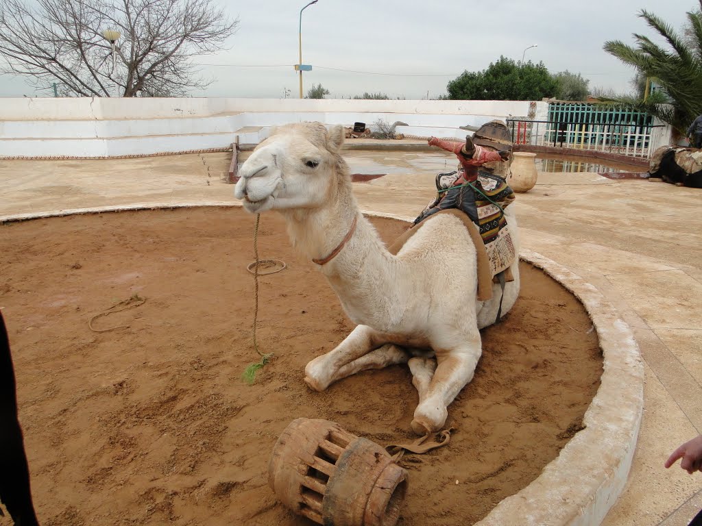 Mansourah Zoo by Amira_TLM