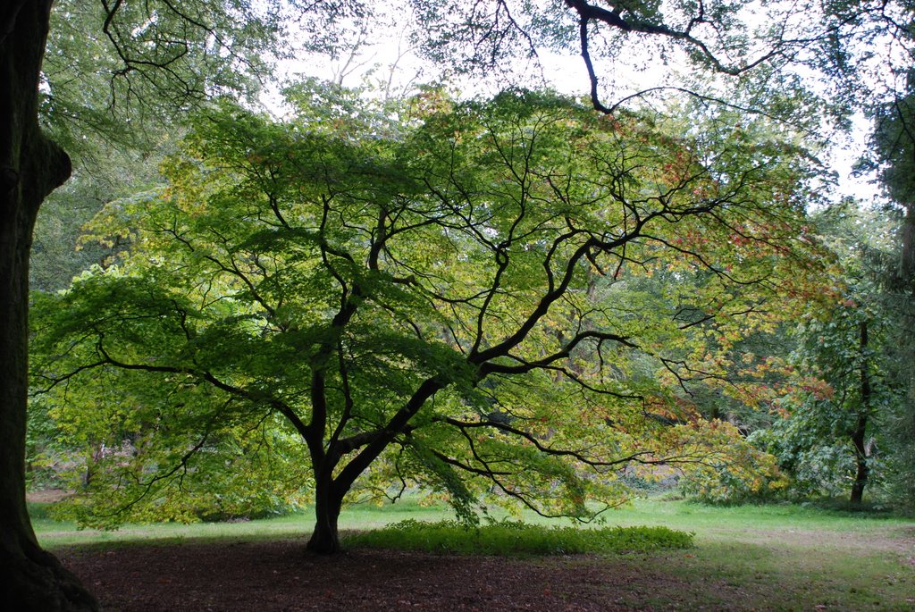 Westonbirt Arboretum by Niek Saal