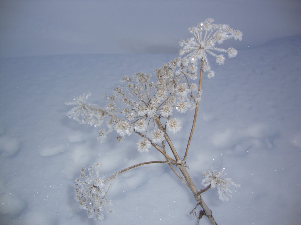 Svizzera, Sils - Imperatoria ombrellifera, brinata by Allievi R