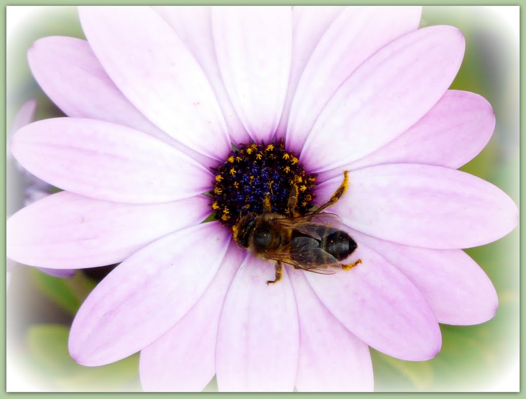 Biene (Bee) - Abeja trabajando by Anne Wiese