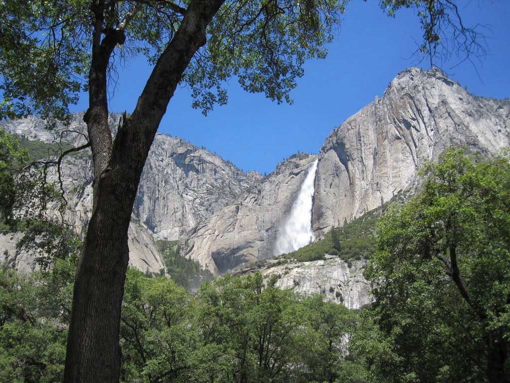 Tree in Yosemite by Yosemite Emery