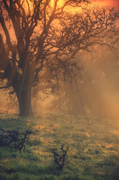 Sun Tree Beam by Vincent James