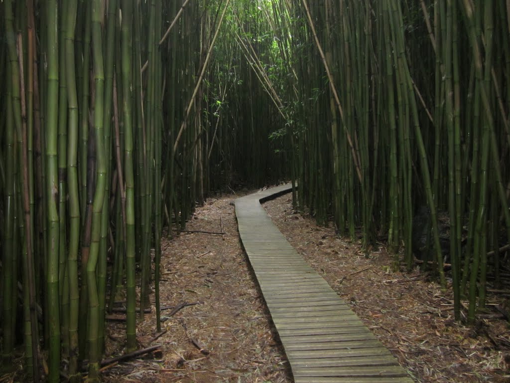 Bamboo Forest on Pipiwai Trail by oldsloat