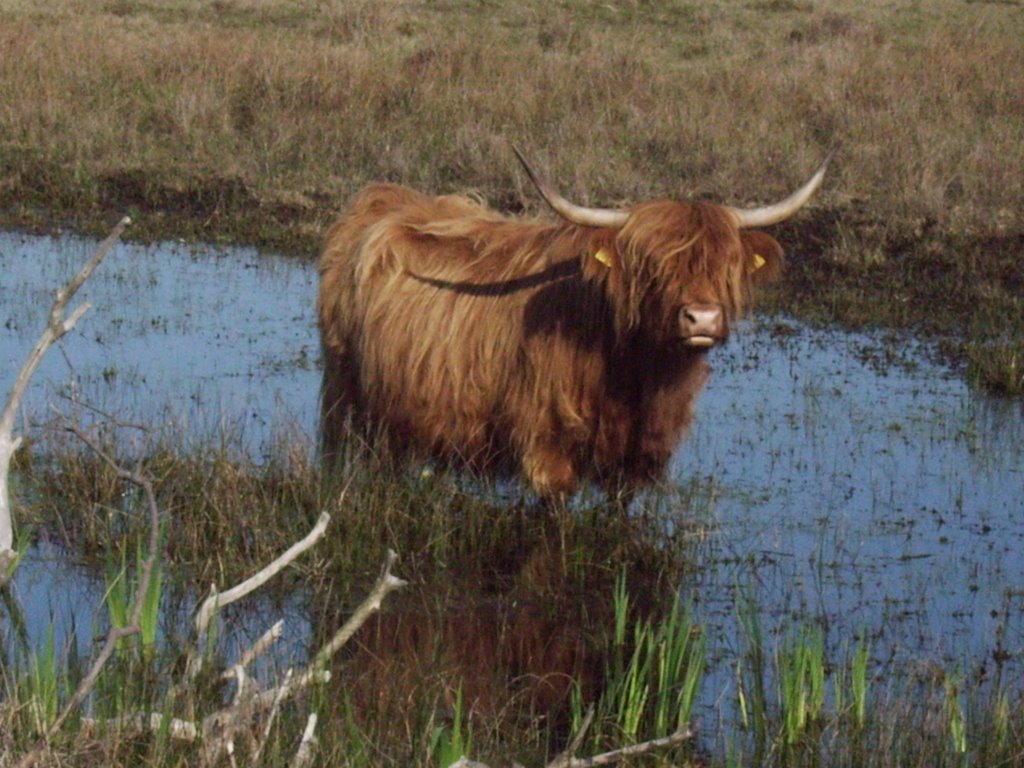 Schotse hooglander by e jan pijlman