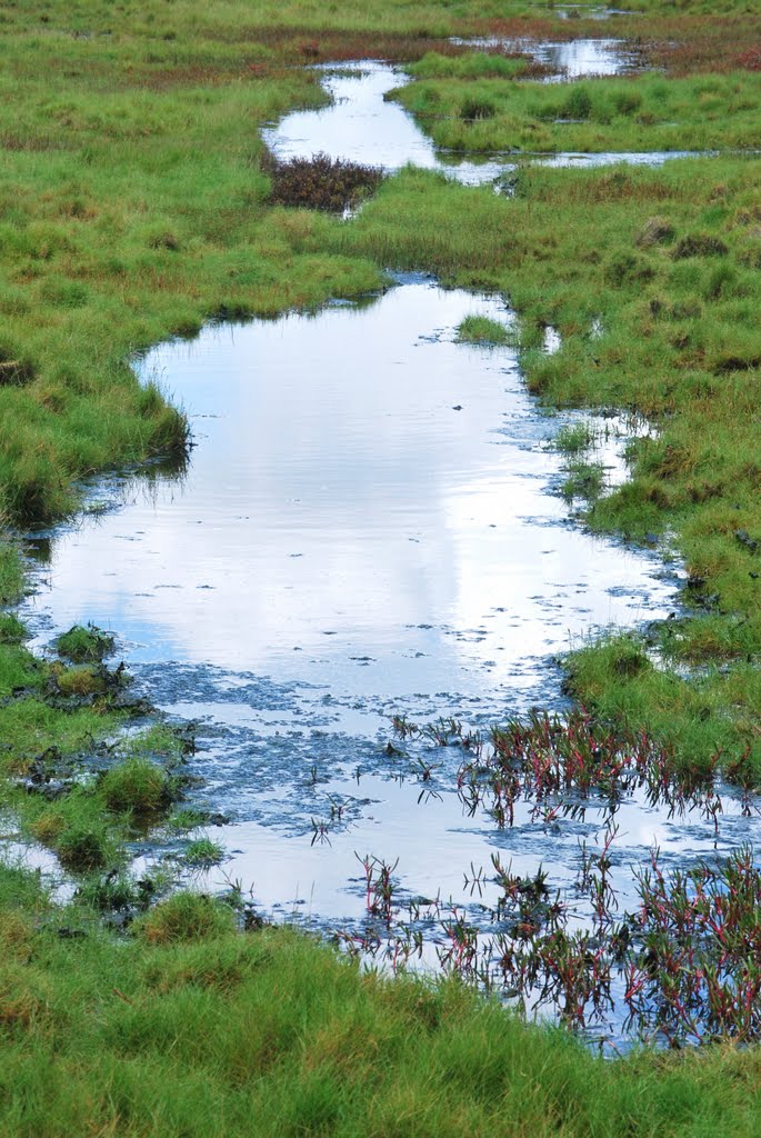 Boondall Wetlands IV by noel & carolyn