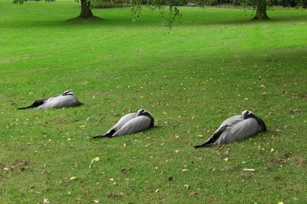 Bielefeld-Bürgerpark-schlafende Kraniche by INDALOMANIA