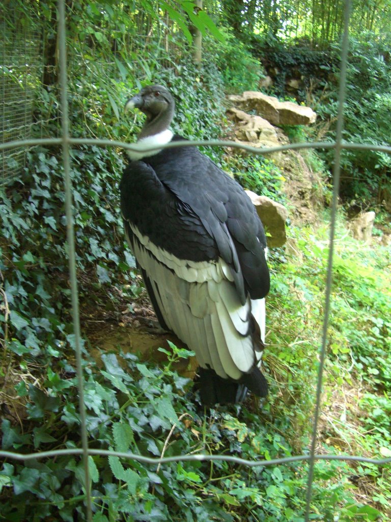 Le Condor des Andes by zoodedoué