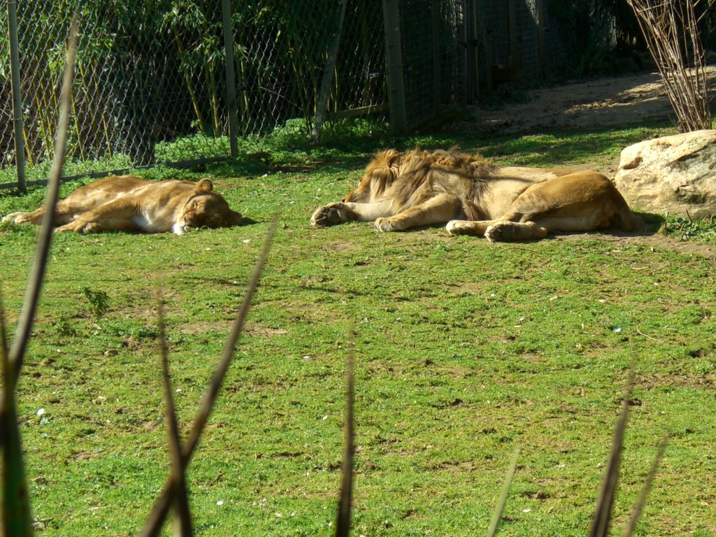 Lions by zoodedoué