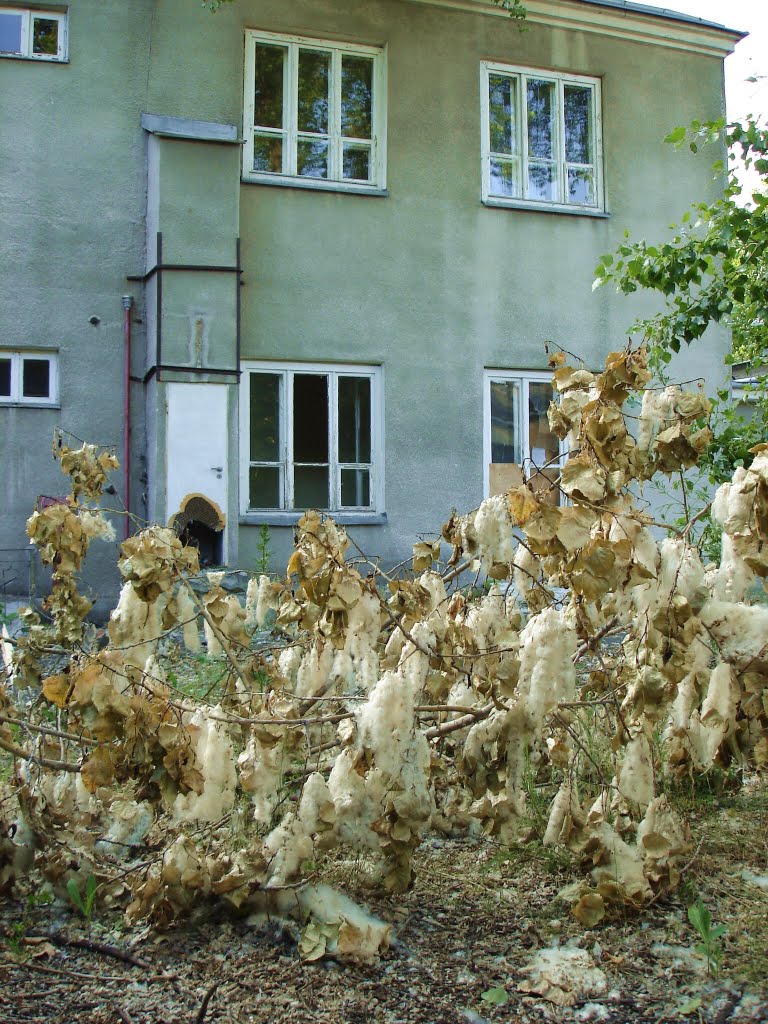 Stary szpital - budynek "porodówki" by ussek