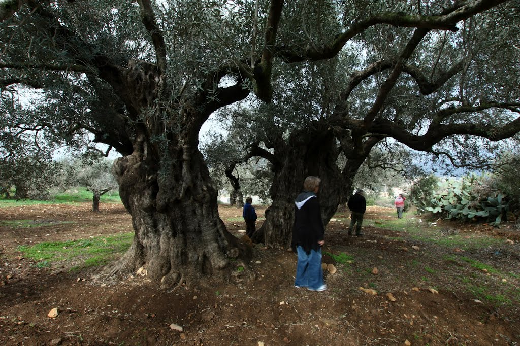 1989 Old olive trees hundreds of years old, Eye on Deir Hanna, Israel by Kobi Zilberstein