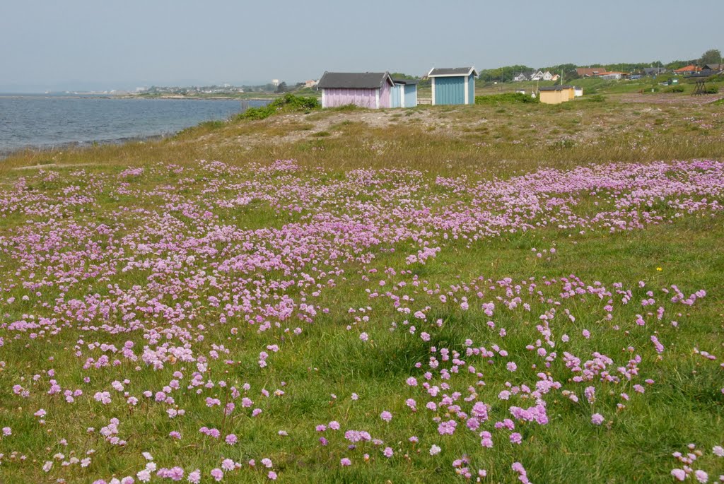 Blommande trift på strandheden i Viken by tordholmstedt