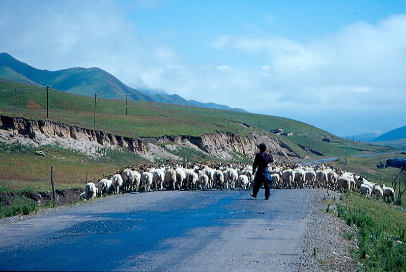 Amdo: Route vers Langmusi by ardenne