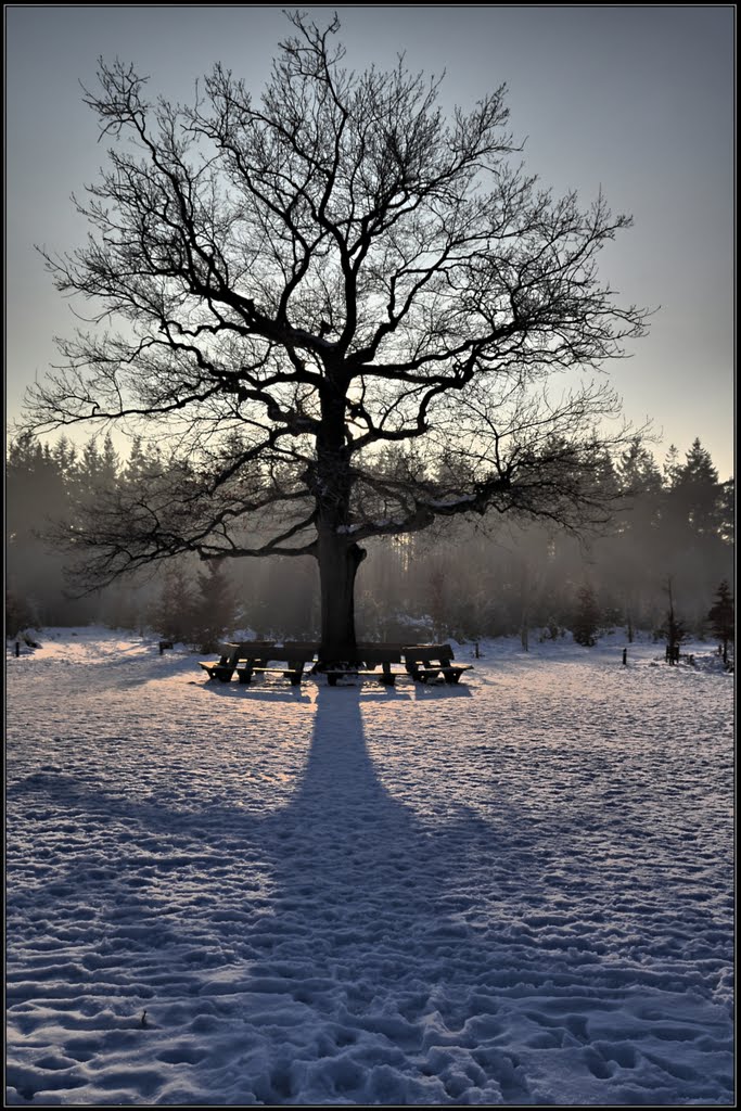 The lonely oak / de eenzame eik by Javerburg