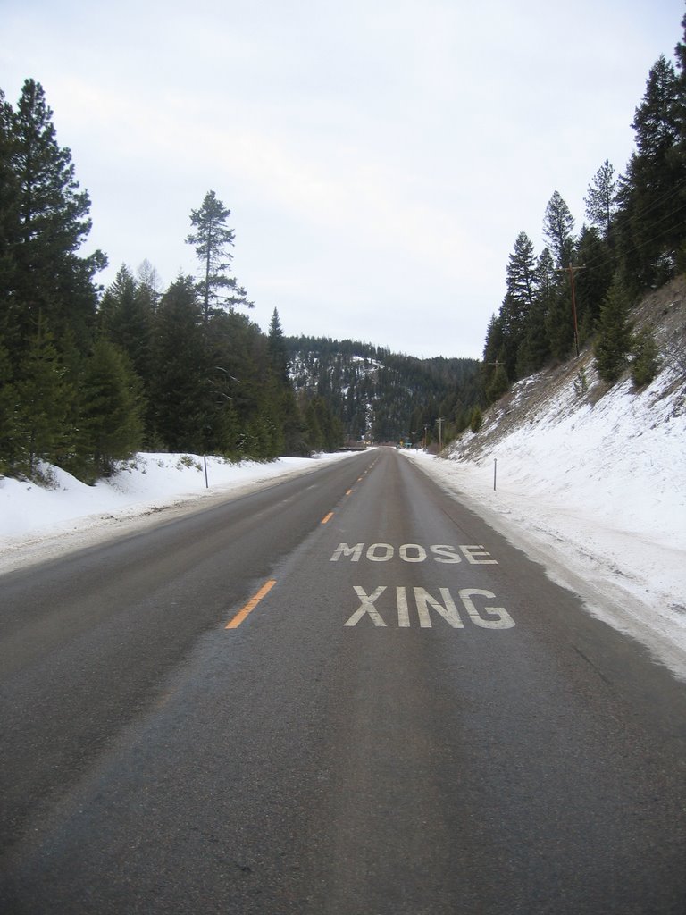 Moose Xing outside of Lolo, MT by Steve Symington