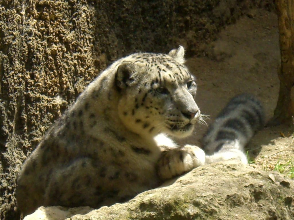 Panthère des neiges by zoodedoué