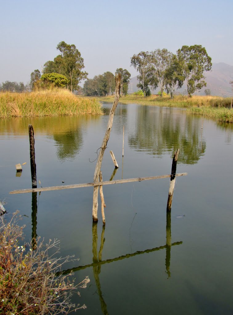 元朗南生圍 Yuen Long Nam Sang Wai wetland by Peter F C Mok