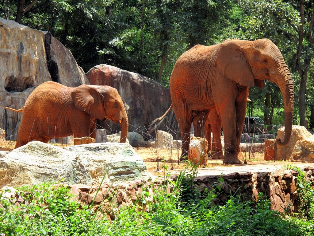 Nakhon Ratchasima Zoo, Thailand by Andreas Weygandt