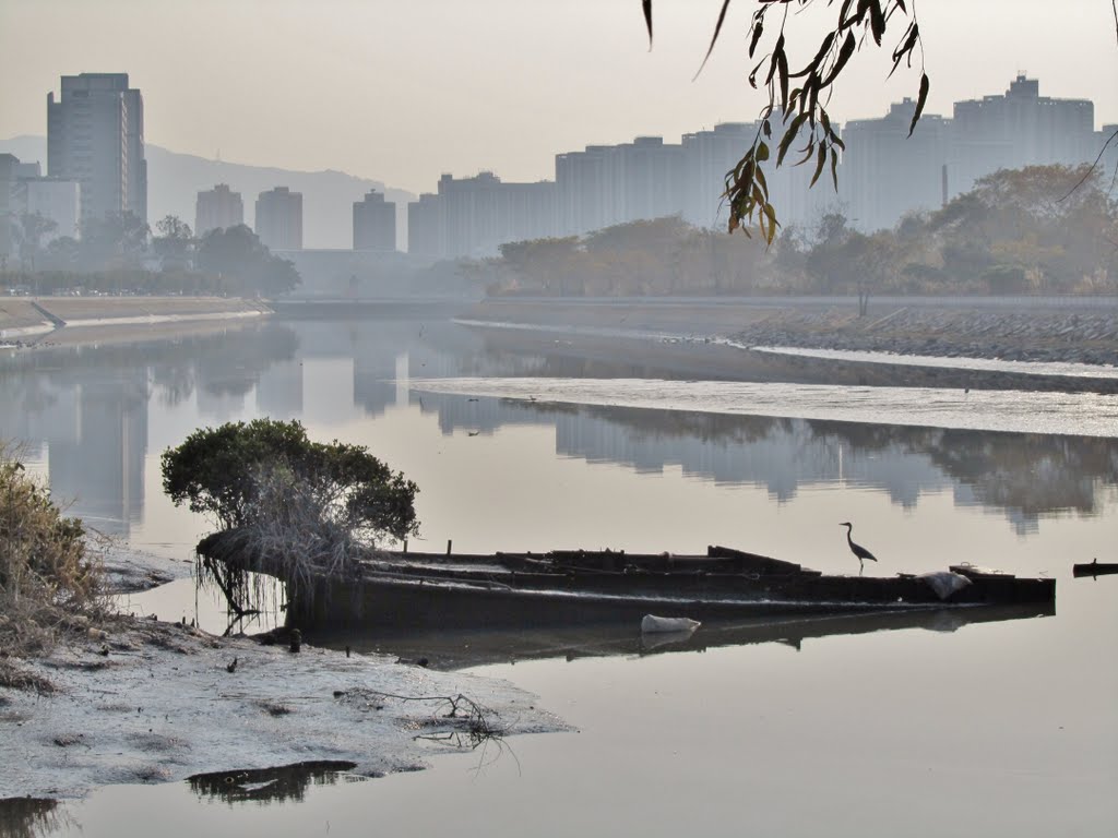 元朗南生圍山貝河畔大白鷺 Yuen Long Nam Sang Wai - Great Egret at the riverside of Shan Pui River by Peter F C Mok