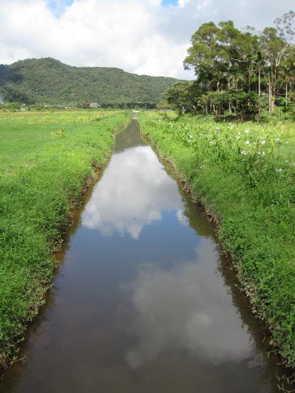 Floating Prairie and Butterfly Ginger Field by Chih-Hao Tsai