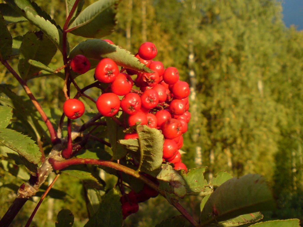 Rowanberry on my jogging route by Lytzius