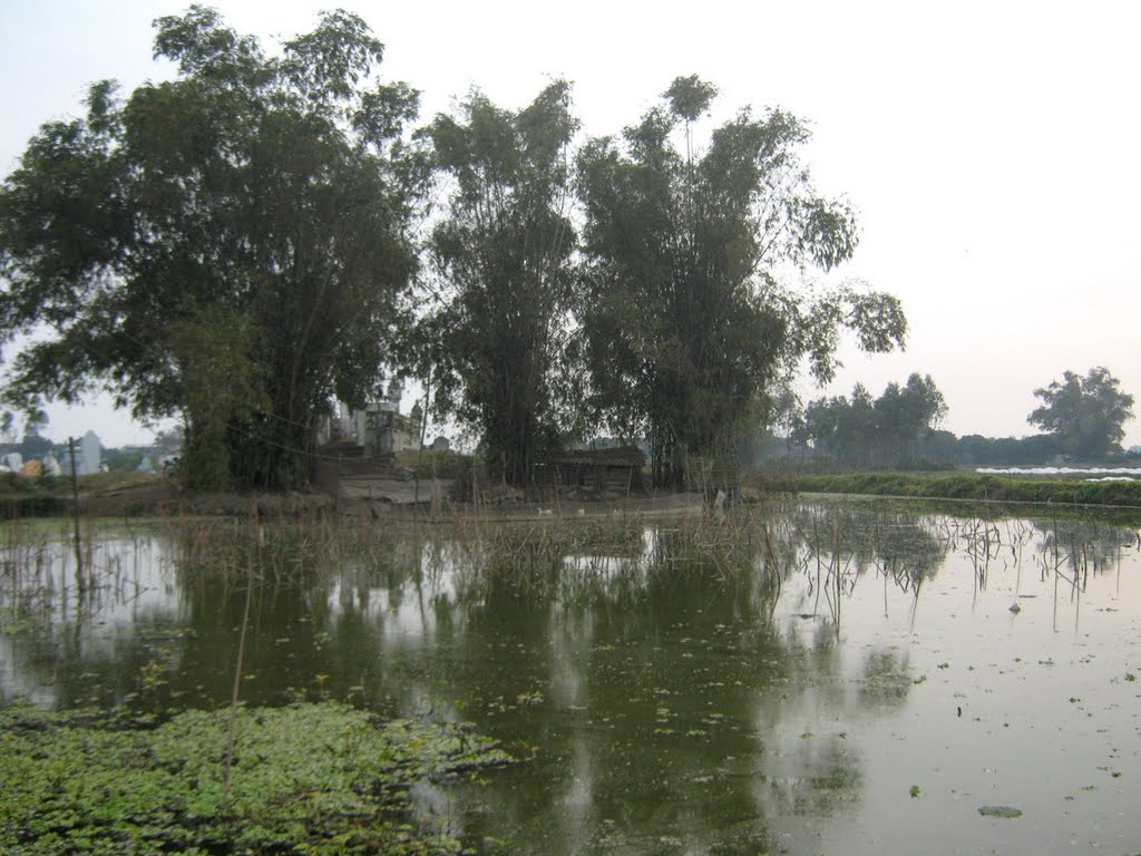 Bờ tre, ruộng bèo by Dao Tam