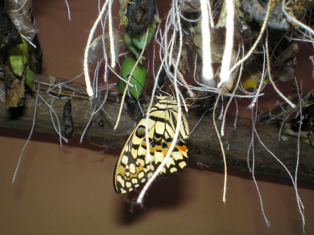 ПАРУСНИК ДЕМОЛЕЙ (PAPILIO DEMOLEUS) by Шавинина Елена