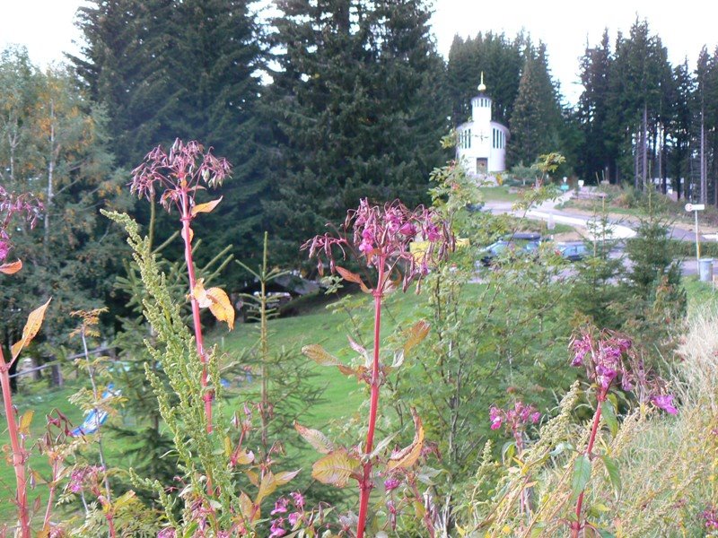 Kärntner Orchidee am Stassenrand by Josef Grohs