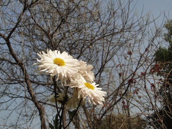 Basant rut by janmeja