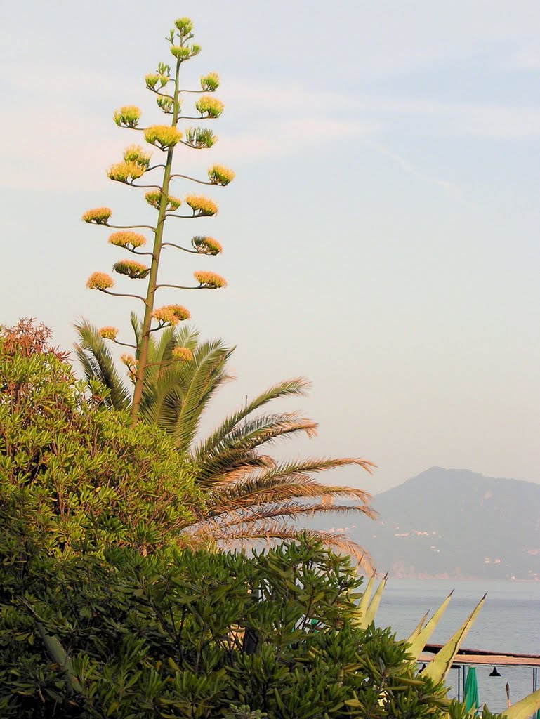 Genova Nervi - Flora mediterranea by Claudio Bertolesi