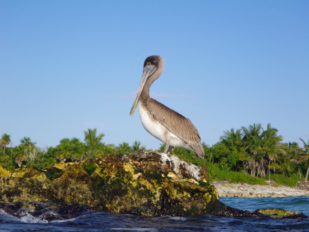 Beautiful beach, lots to look at above and below the water by corie anne