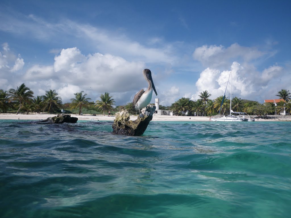 Chemuyil beach - pelican scanning the water for fish by corie anne